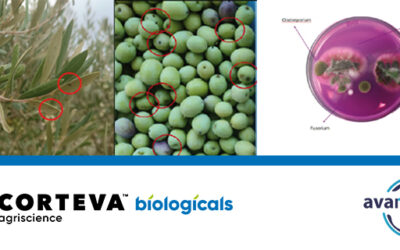 The role of plant Growth Promoting Rhizobacteria (PGPR) from the genus Bacillus in olive (Olea europaea) diseases control